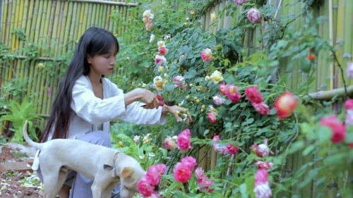 李子柒手制植物印染长裙，传统工艺的魅力与出圈之路