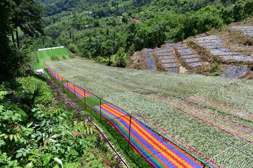 端午免签入境外国人同比大增59.4%，旅游市场繁荣的见证