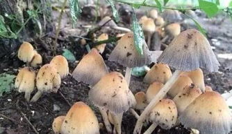 男子误食见手青中毒，竟意外帮助凤凰捋毛