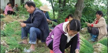 安徽500亩土豆遭村民哄抢事件纪实