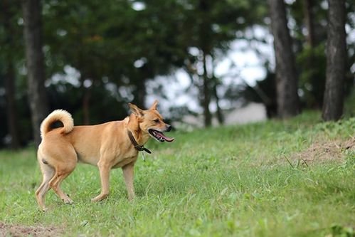 多地放宽禁令，中华田园犬迎来新生